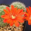 Rebutia_pseudodeminuta